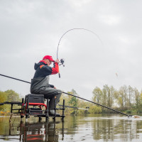 CANNES ANGLAISE PELLET WAGGLER